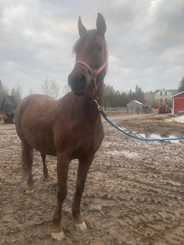 Morgan mare  in Horses & Ponies for Rehoming in Sudbury