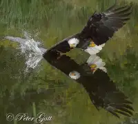 Photographing Birds of Prey in flight