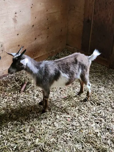Young Nigerian female goat for sale, View more