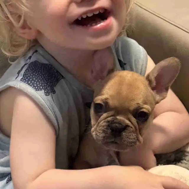 ❤️❤️❤️French Bulldog SWEETHEARTS❤️❤️❤️ in Dogs & Puppies for Rehoming in Calgary - Image 3