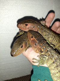 Baby Caiman lizards!