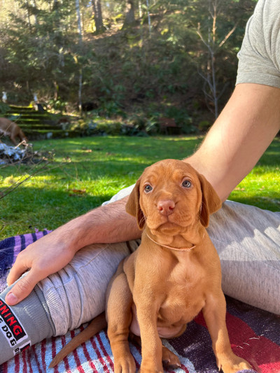 2 Vizsla Puppies Ready For Homes!