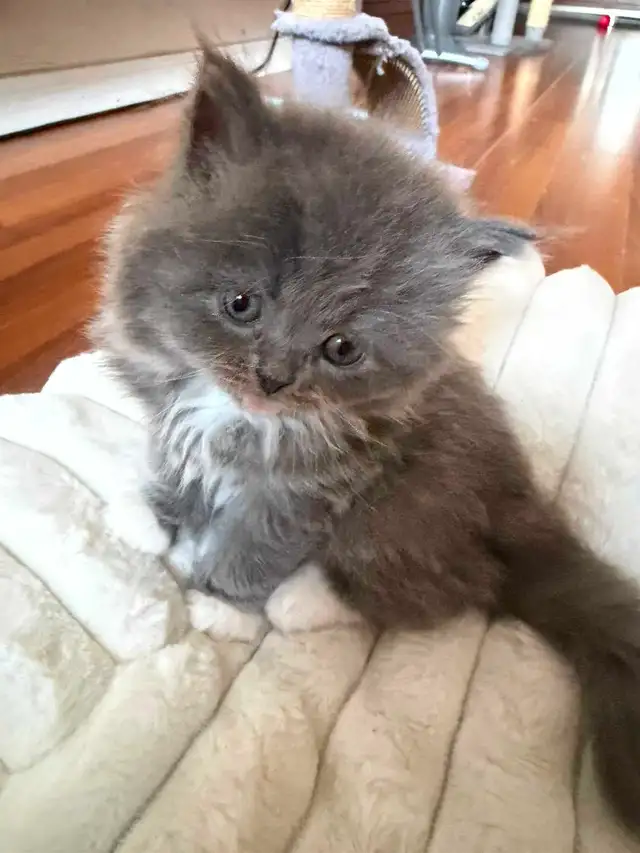 Persian ragdoll kittens in Cats & Kittens for Rehoming in Delta/Surrey/Langley - Image 10