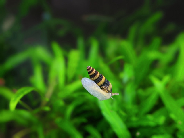 ASSASSIN SNAILS in Fish for Rehoming in Vernon