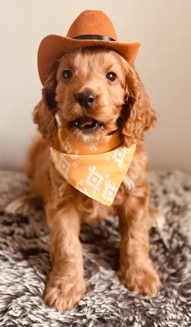 Want a Cockapoo Pup, Dreading the Trainin’? We’ve got you !  in Dogs & Puppies for Rehoming in Oakville / Halton Region - Image 4