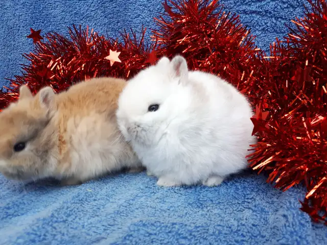 EXTRAORDINARY Baby Netherland dwarf & lionhead rabbits in Small Animals for Rehoming in Ottawa - Image 9