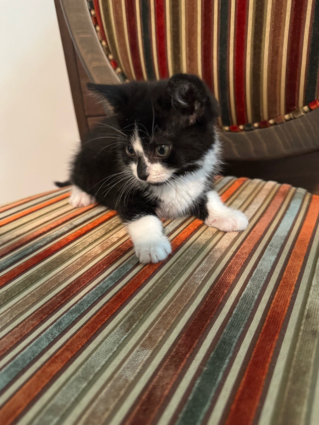 chaton a donné  dans Chats et chatons à adopter  à Granby