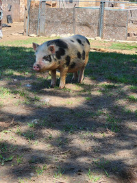 Potbelly x Mini Pig - Female