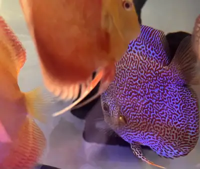 Super panthera Discus for sell, View more