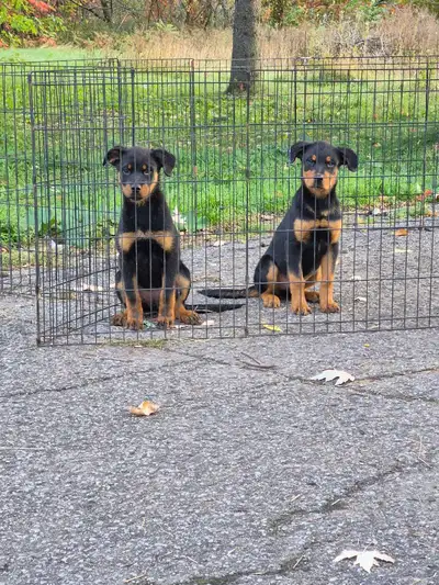 Chiots Rottweilers pure race, View more