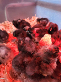 Day-Old Barn Yard Mix Chicks