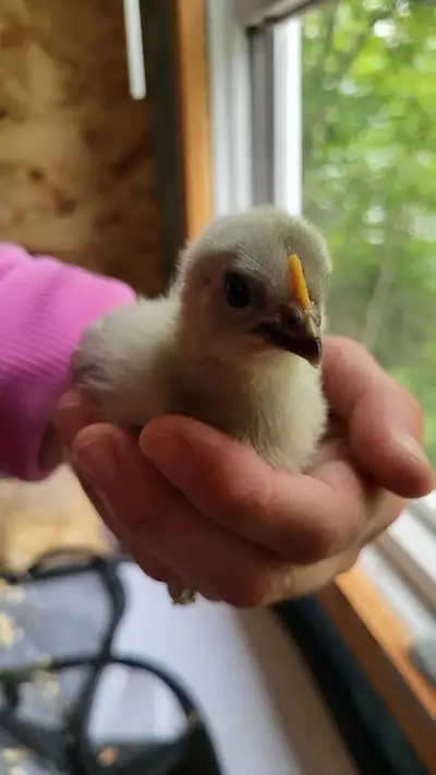 Chicks  Available!, View more