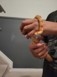 Corn Snake & Reptile Tank For Sale for $399.00