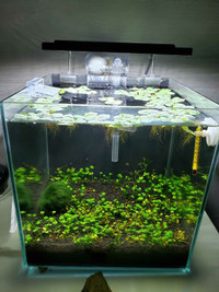 3G Cube Rimless Aquarium ready to go