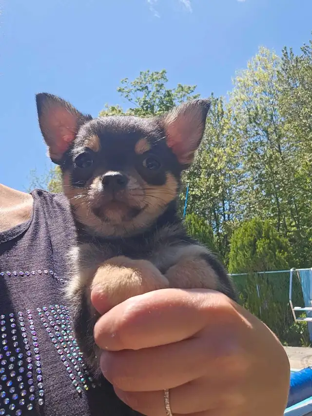Chihuahua puppy *very small* in Dogs & Puppies for Rehoming in Oakville / Halton Region - Image 5