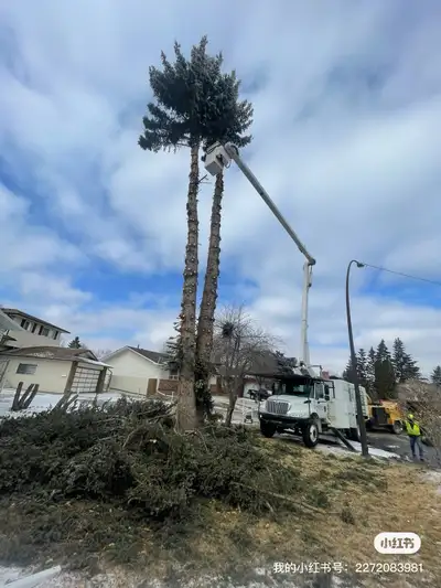Trees removal.  & landscaping , View more