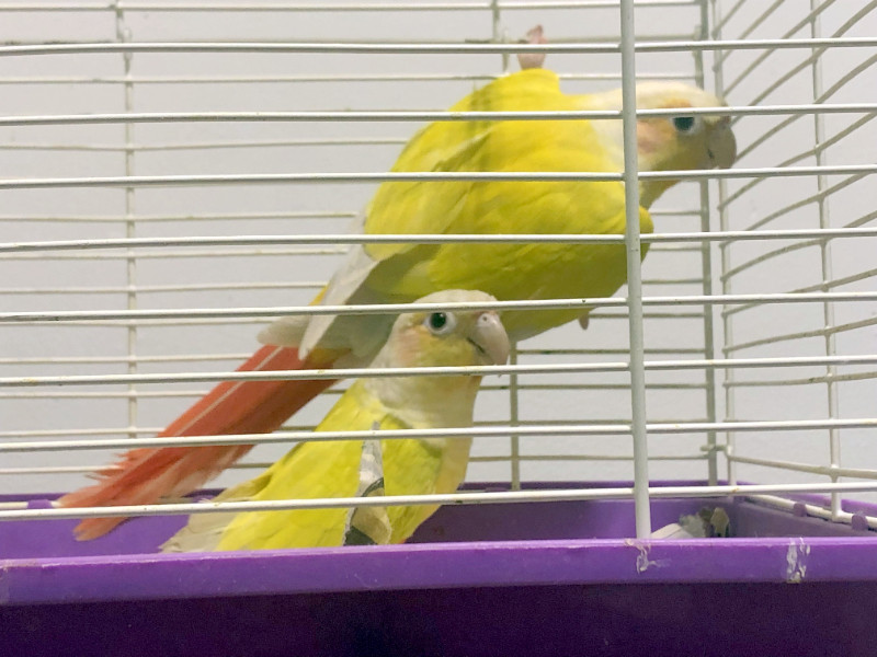 Gorgeous Hand Raised Proven Suncheek Conure Pair of Parrot Birds