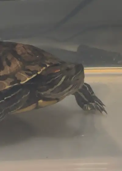Red ear slider, View more