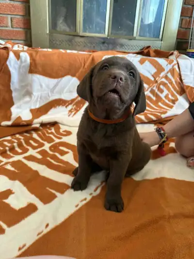 Chocolate Lab Puppies, View more