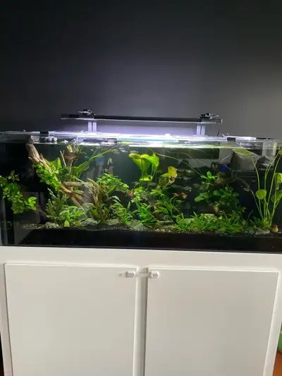 Custom 100 Gallon Starfire Glass Aquarium with  Sump and Stand, View more