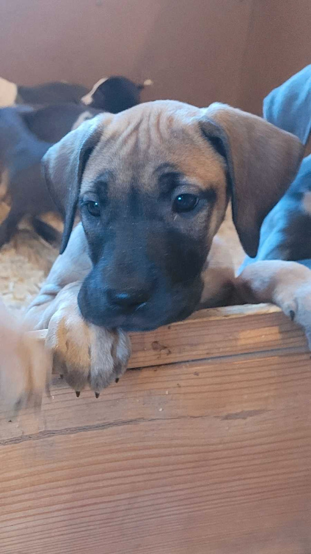 Purebred Great Dane Puppies in Dogs & Puppies for Rehoming in Norfolk County - Image 3