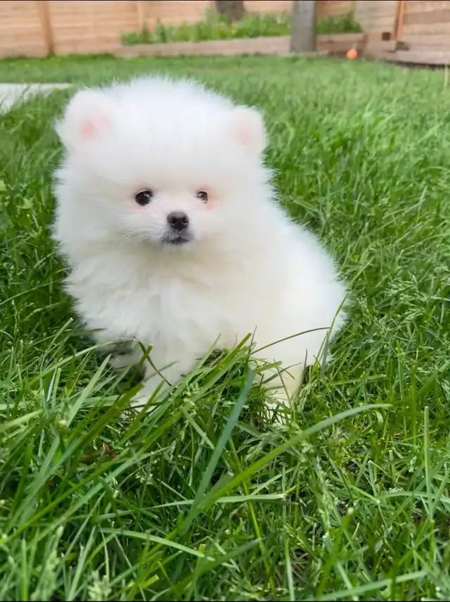 Pomeranian puppies in Dogs & Puppies for Rehoming in City of Toronto - Image 5