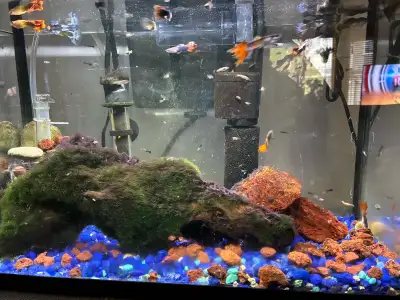 Sale guppies fish $1.75 each !, View more