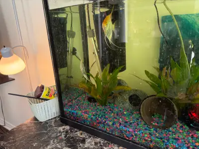 55 gal fish tank w accessories and fish, View more