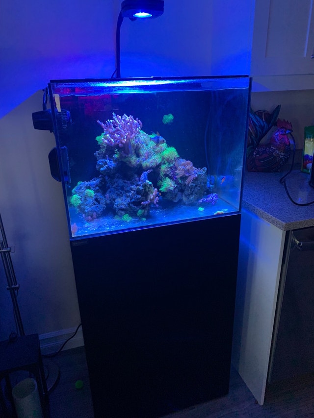 Waterbox 35.2 AIO Aquarium Set Fish for Rehoming City of Halifax