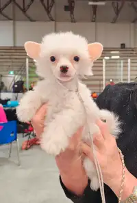 Purebred Chinese Crested Powderpuff puppy available