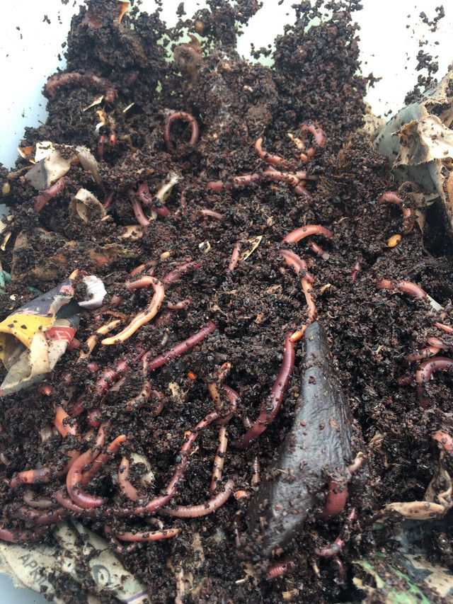 Compost Worms Vermicomposter red wigglers Vermicompost in Plants, Fertilizer & Soil in City of Halifax - Image 3