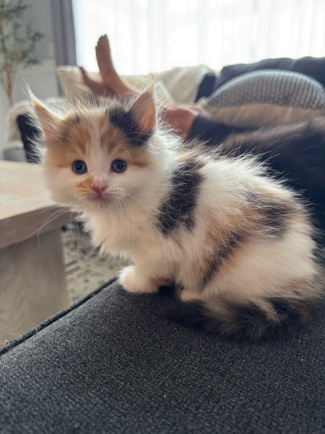 Ready to go!!! ONLY 1 left ! Longhair LARGE Mainecoon X Ragdoll in Cats & Kittens for Rehoming in Owen Sound
