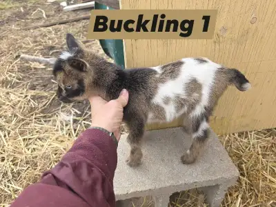  Nigerian Dwarf Bucklings, View more