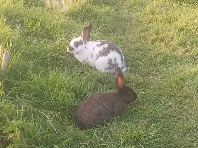 Mixed breed Californian, New Zealand Netherland , take all 10+ rabbits for 40.00, make offer ,obo ba...