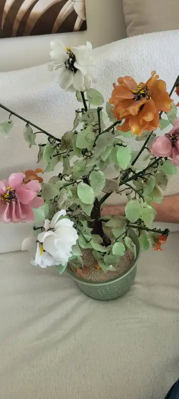 Beautiful healthy large plant, 5 ft. tall, 6 ft. wide, newly potted, Also Chinese jade plant, 2 ft....