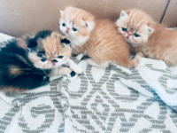 Registered Exotic Shorthaired Persians