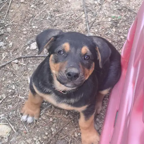 The sweetest girl. Mother is purebred Shepherd Father is Rottweiler Cattagoola Coonhound/blue tick h...