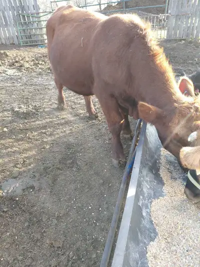 Shorthorn/Angus bull, View more