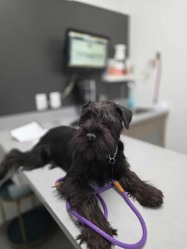 RESERVATION Schnauzer Pepper&salt and black, CKC,  VACC, Microch in Dogs & Puppies for Rehoming in City of Montréal - Image 6