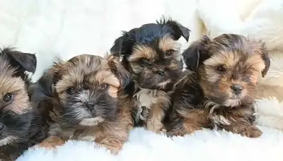 Tiny Shorkie Puppies!  Girls and Boys!, View more