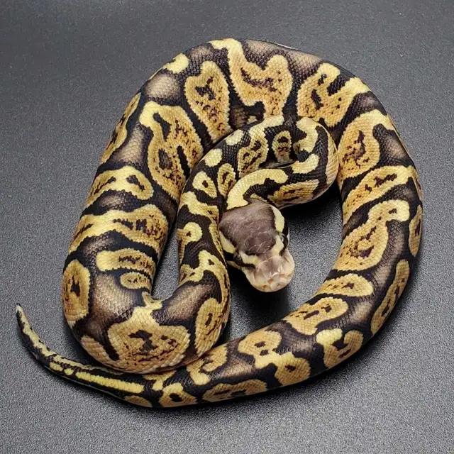 Baby Ball Pythons Now Ready | Reptiles & Amphibians for Rehoming ...