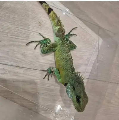 Chinese Waterdragon - Adult Male , View more