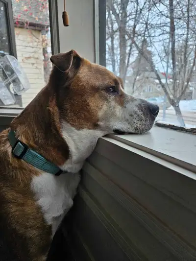 Give your dog some more time outside in this beautiful weather. Dog walking services available. Call...