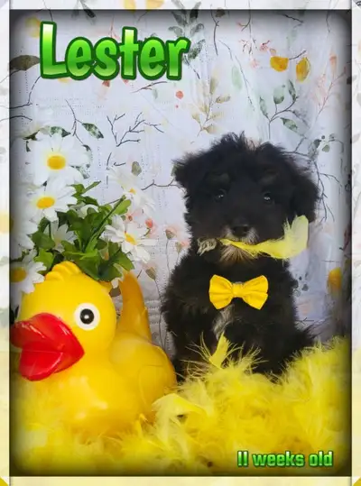mini schnoodle , View more