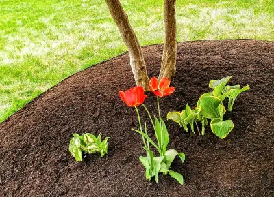 FREE Grass Cut + Perimeter Trim With Every Yard Clean-Up. Send Address, Brief Description / Basic De...