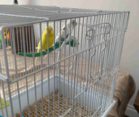 Parakeet birds with cage 