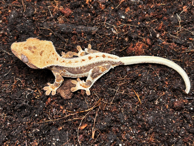 Lilly White Crested Geckos in Reptiles & Amphibians for Rehoming in City of Halifax - Image 2