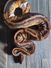 Adult Proven Breeder female pied ball python