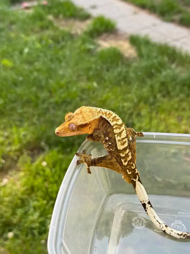 adulte mâle gecko à crête in Reptiles & Amphibians for Rehoming in Laurentides - Image 3