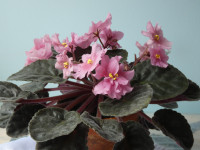 FOR SALE: Special varieties - African Violet leaves